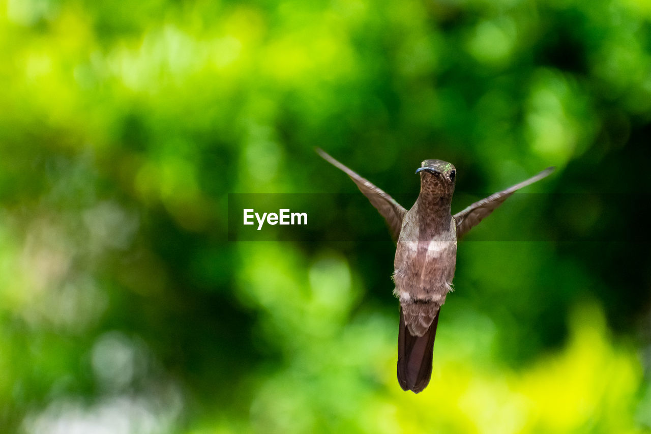 CLOSE-UP OF INSECT FLYING