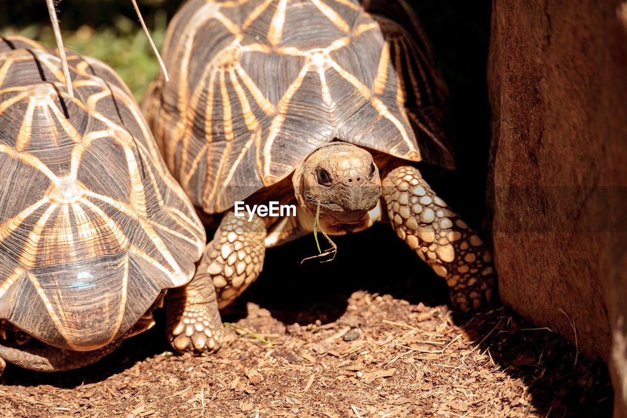 Close-up of tortoise