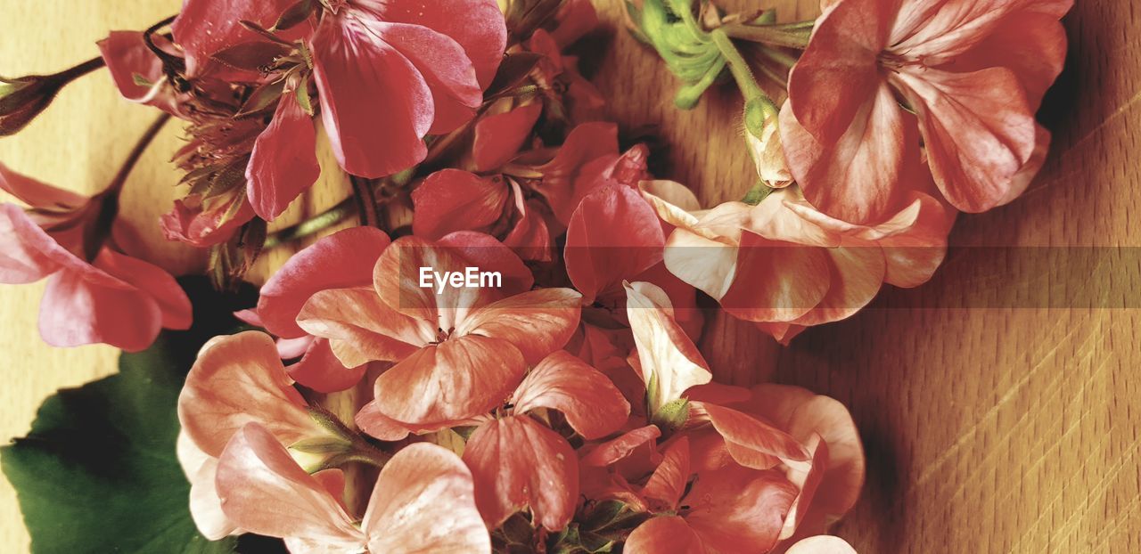 CLOSE-UP OF RED FLOWERING PLANTS