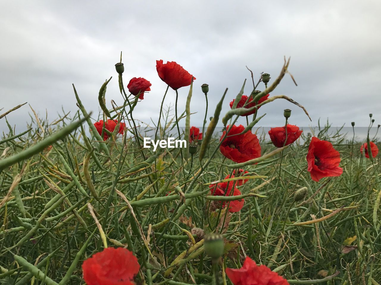 CLOSE-UP OF RED POPPY FLOWERS BLOOMING ON FIELD