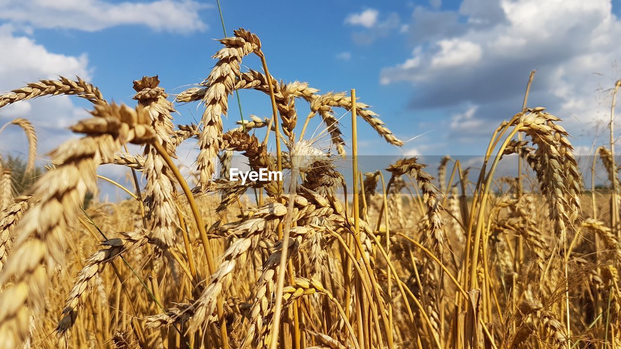 CLOSE-UP OF WHEAT FIELD AGAINST SKY