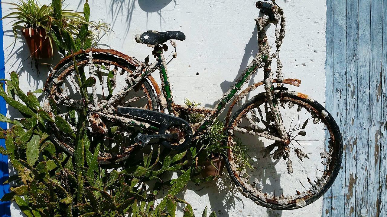Abandoned bicycle on wall by plants