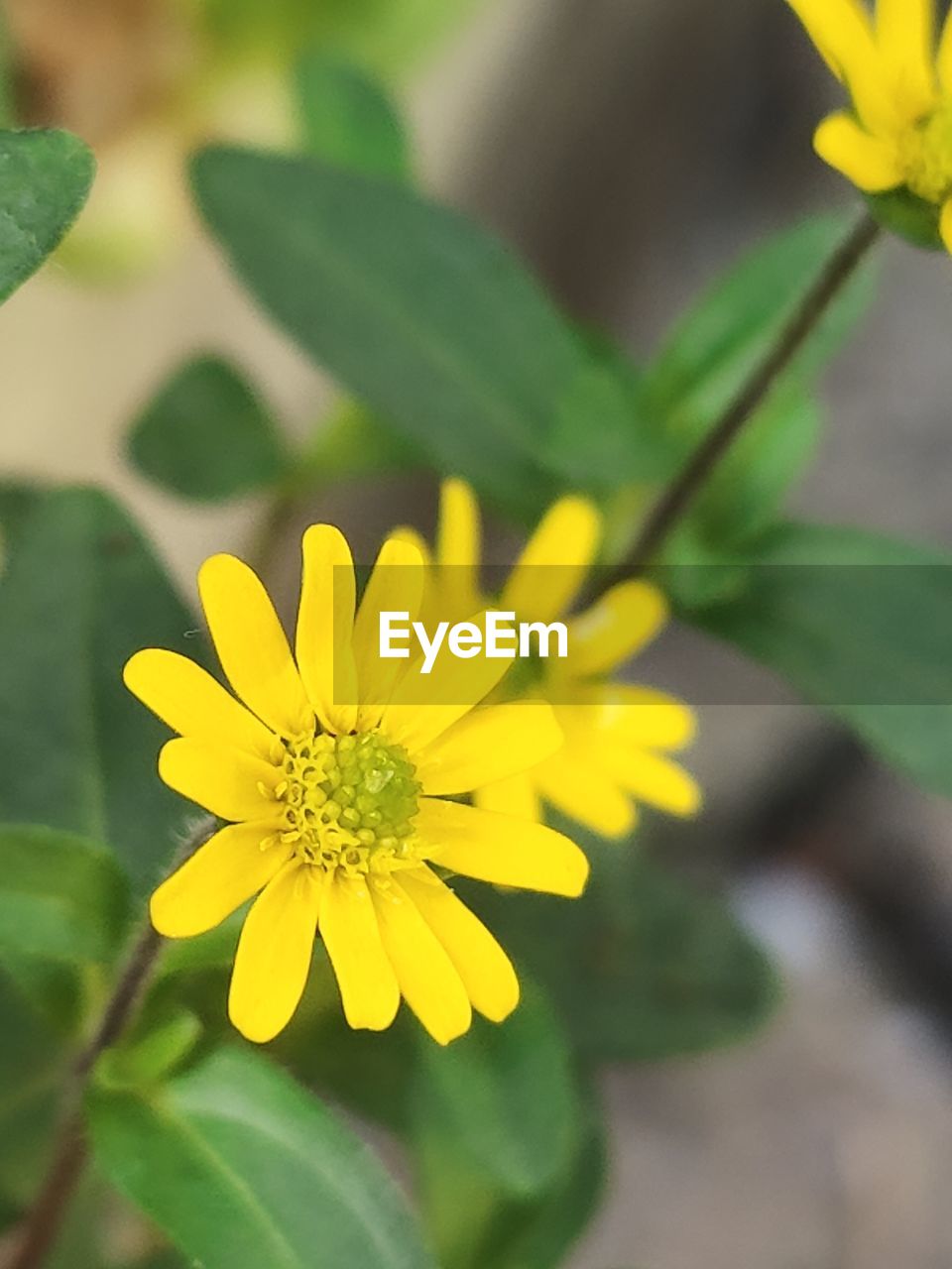 flower, flowering plant, plant, freshness, yellow, beauty in nature, flower head, close-up, nature, growth, fragility, petal, inflorescence, plant part, leaf, summer, no people, focus on foreground, blossom, outdoors, wildflower, green, botany, springtime, selective focus, vibrant color, environment, day, pollen