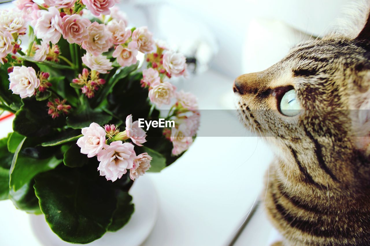 CLOSE-UP OF CAT FLOWERS