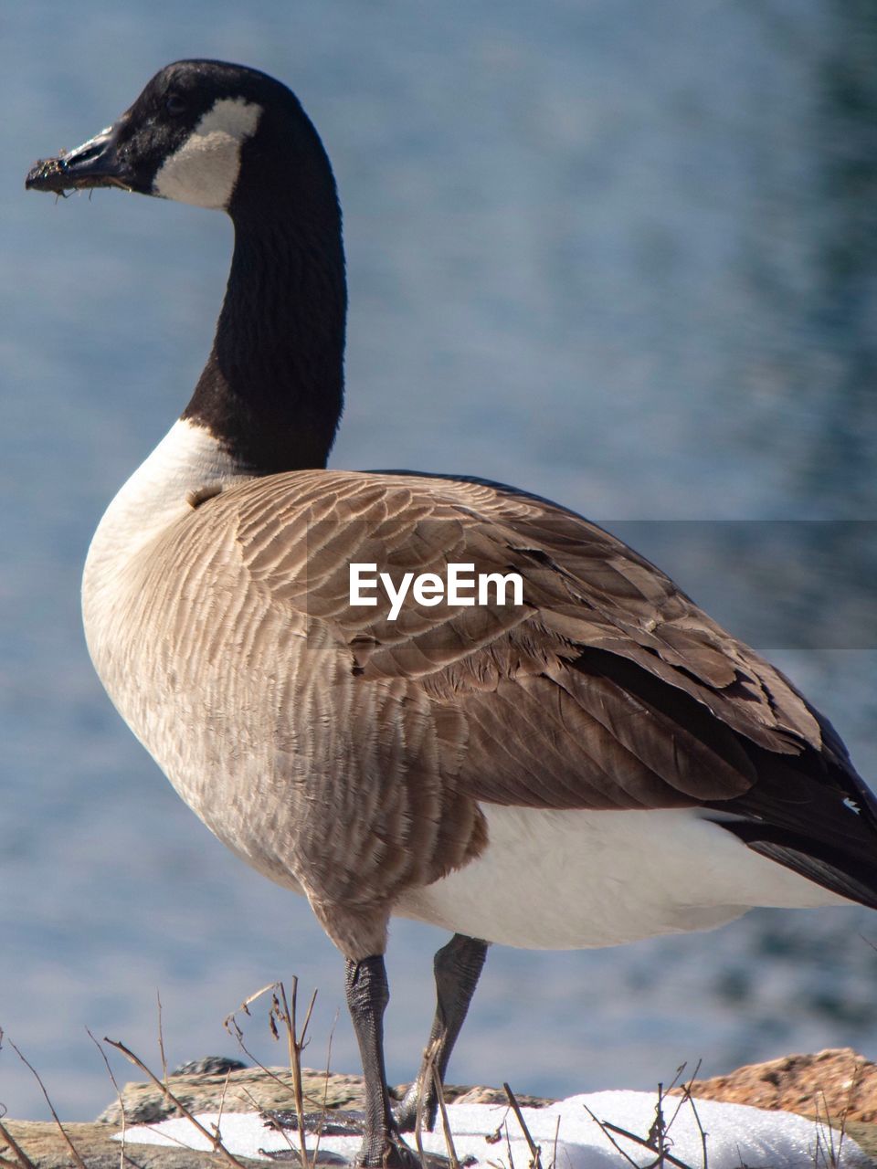 Close-up of a bird