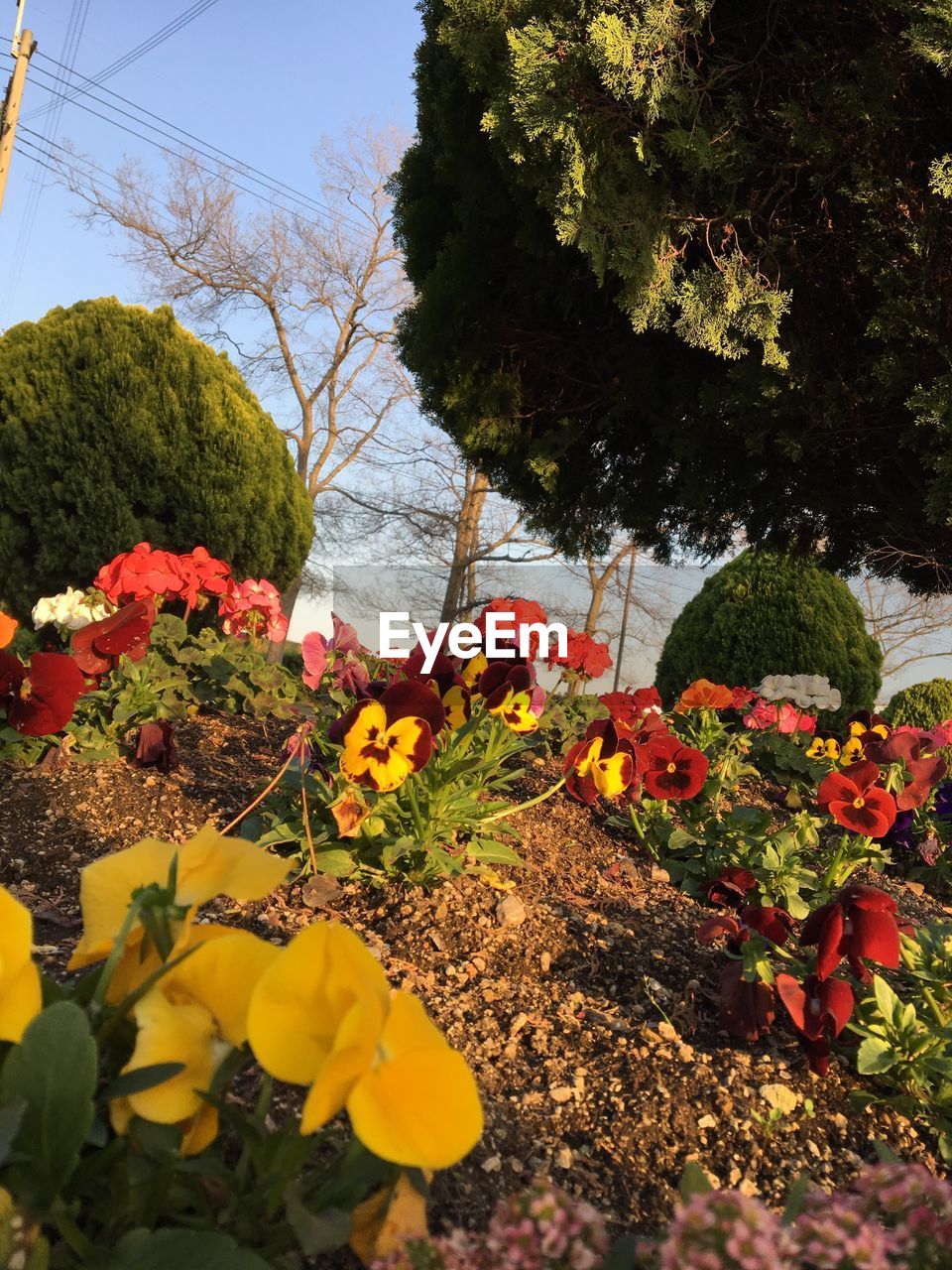 FLOWERS BLOOMING BY TREES AGAINST SKY