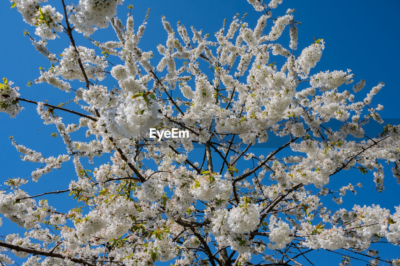 Ornamental apple tree with a white blossoms against a blue sky