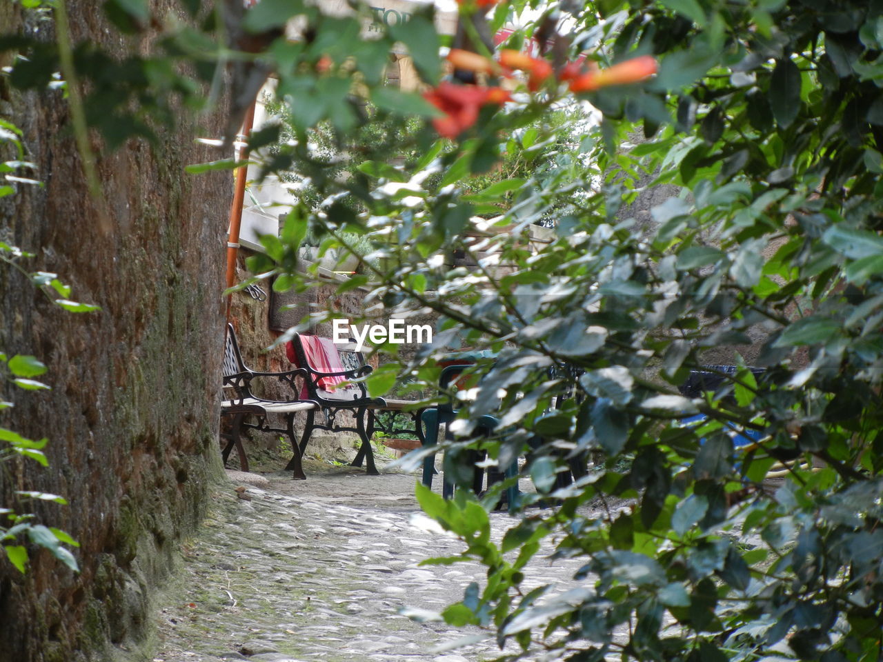 FOOTPATH AMIDST FLOWERING PLANTS