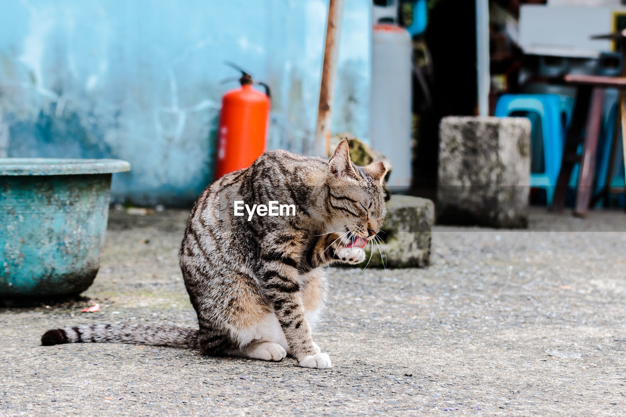 CAT SITTING IN A FOOTPATH