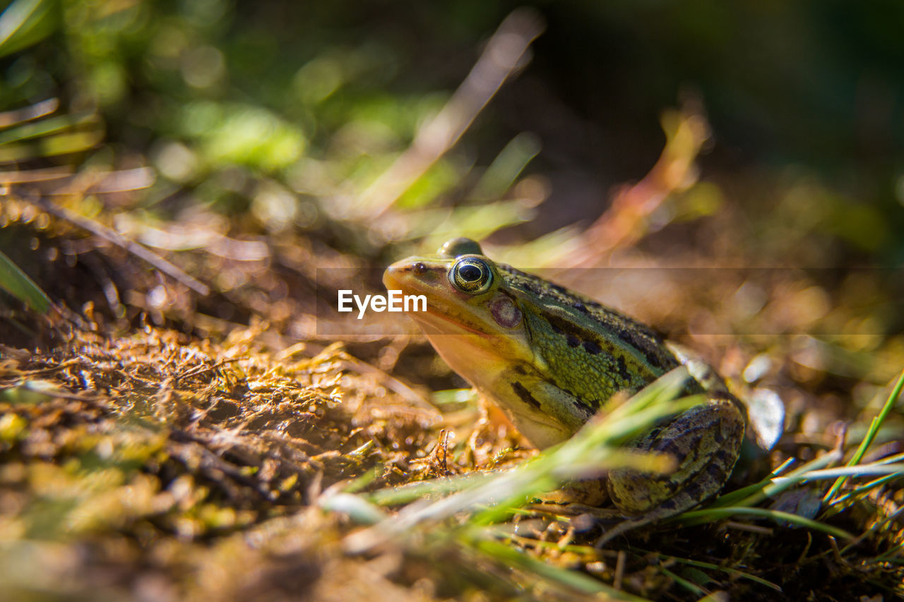 A beautiful common green water frog enjoying sunbathing in a natural habitat at the forest pond. 