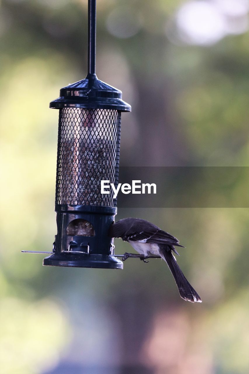 CLOSE-UP OF BIRD FLYING OVER A FEEDER