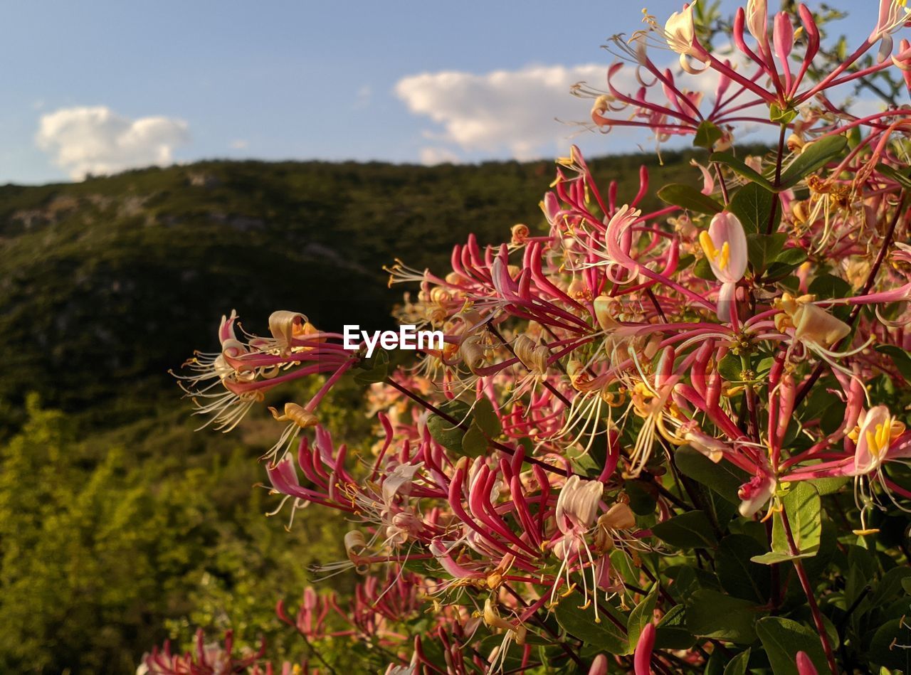 CLOSE-UP OF PINK FLOWERING PLANT