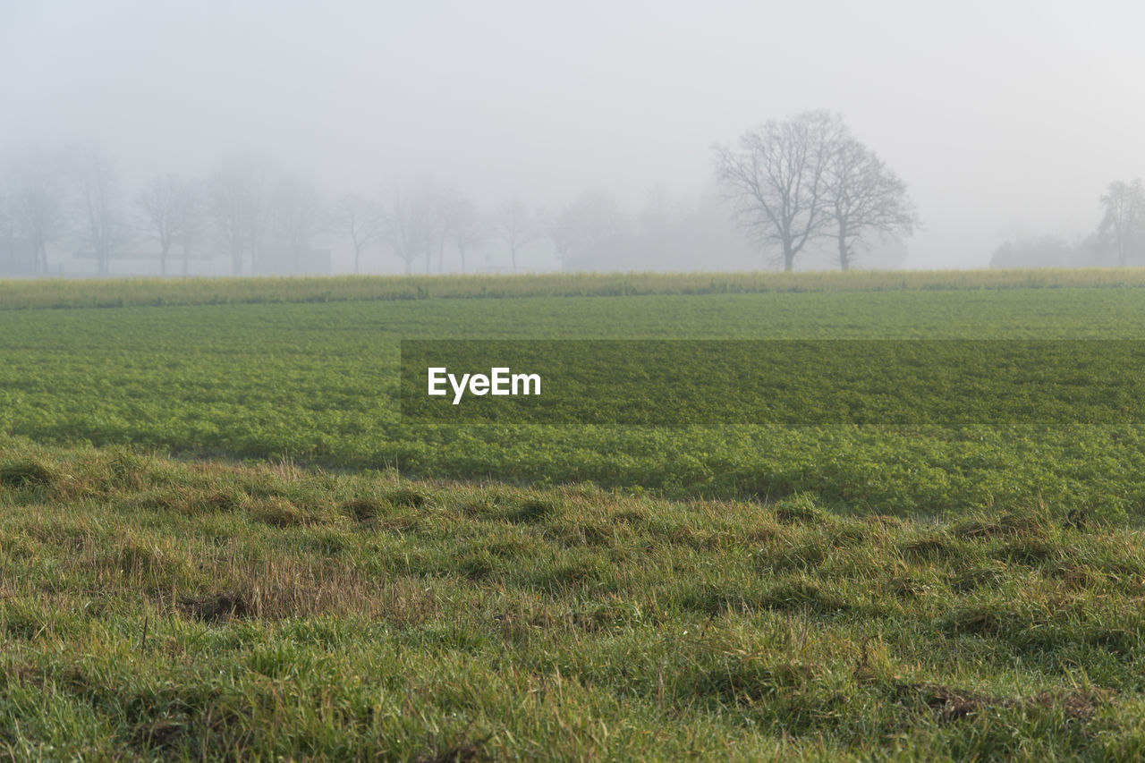 Fog over meadows and fields on the outskirts of bünde in east westphalia