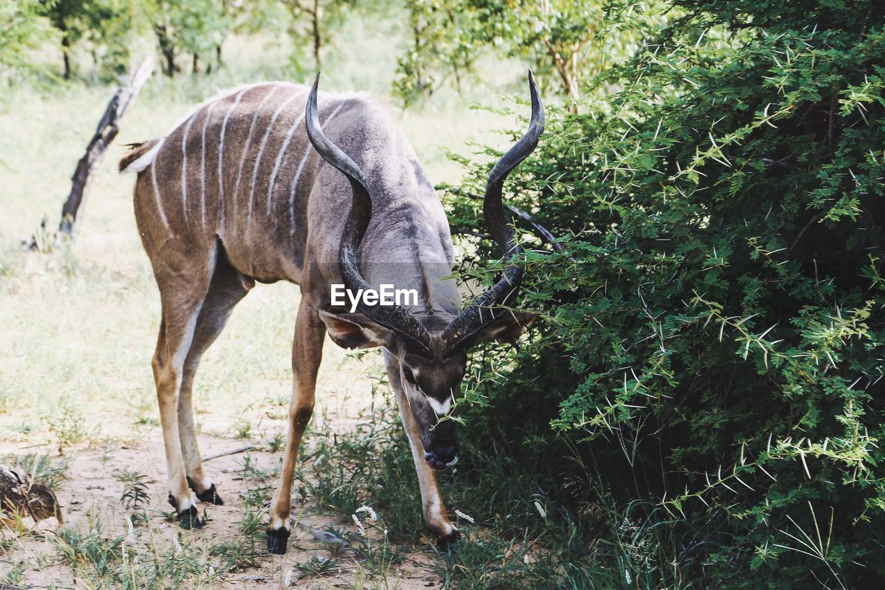 Antelope standing by plants on field