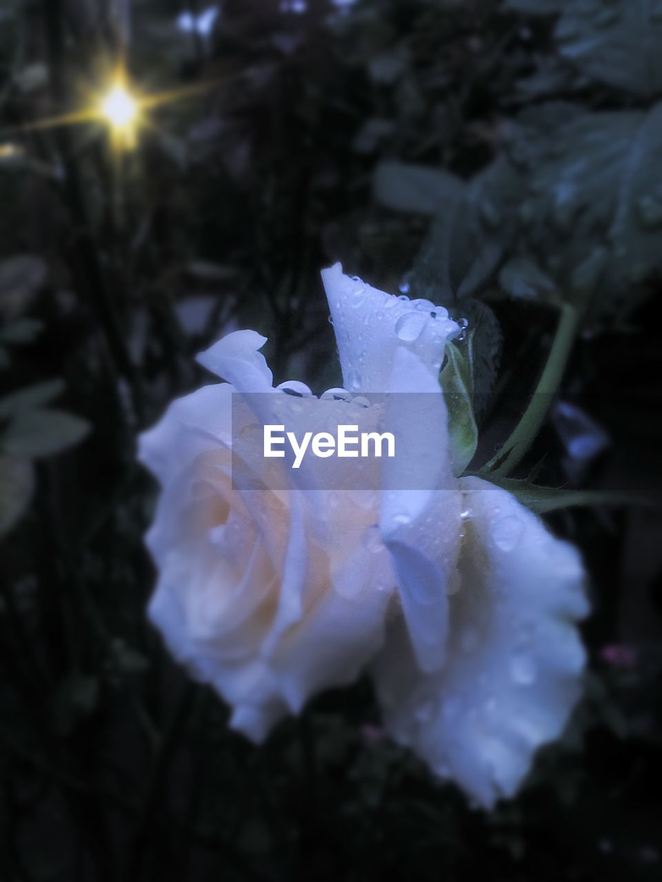 CLOSE-UP OF PINK FLOWER BLOOMING IN PARK