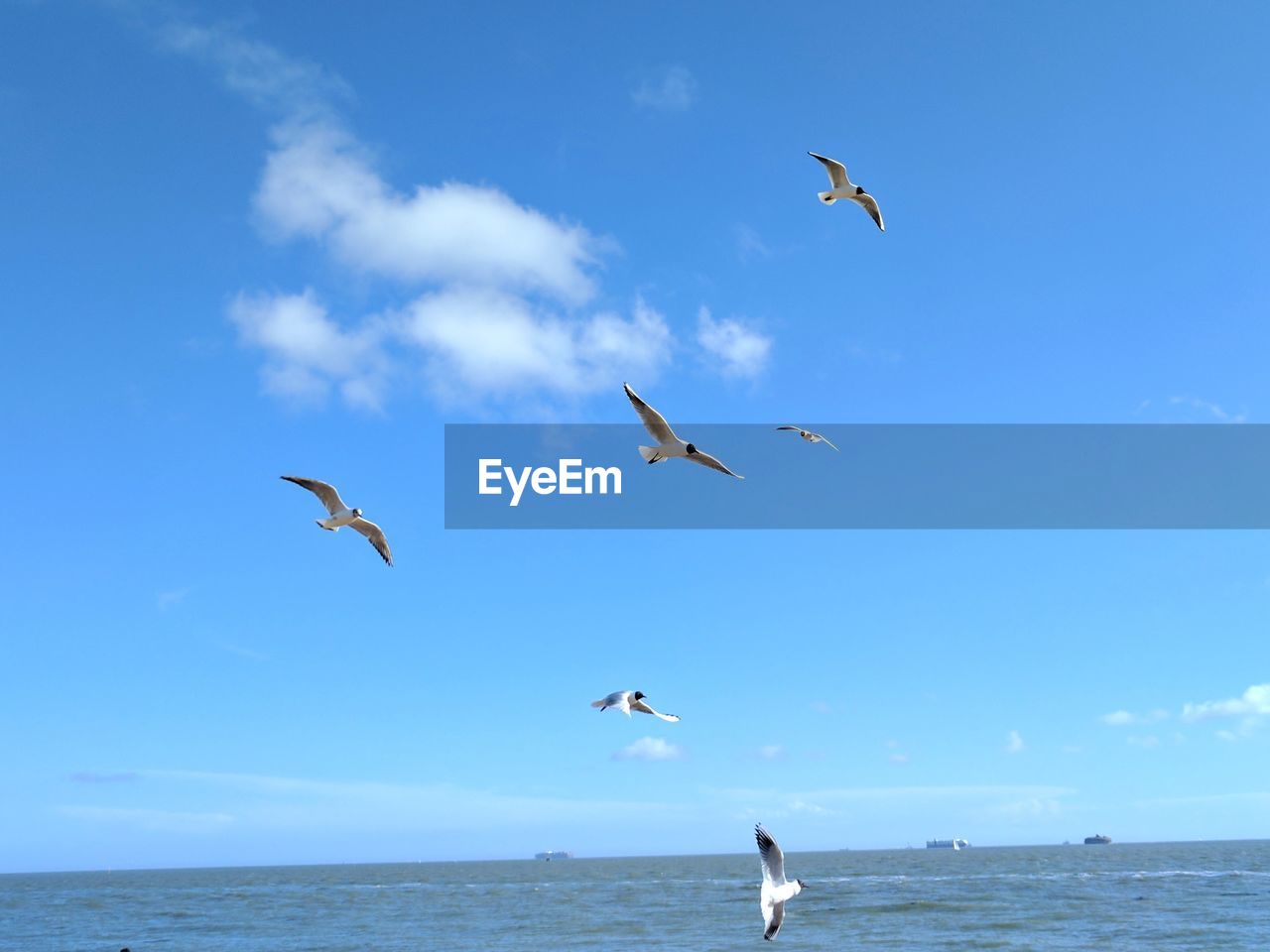 SEAGULLS FLYING OVER SEA AGAINST BLUE SKY