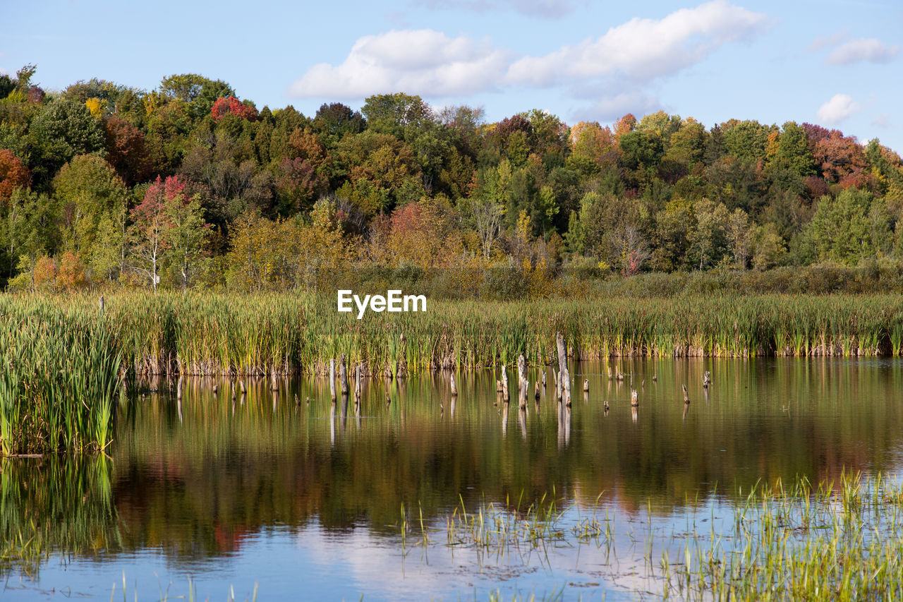 Symmetric landscape featuring changing fall foliage reflected in a marsh in early fall