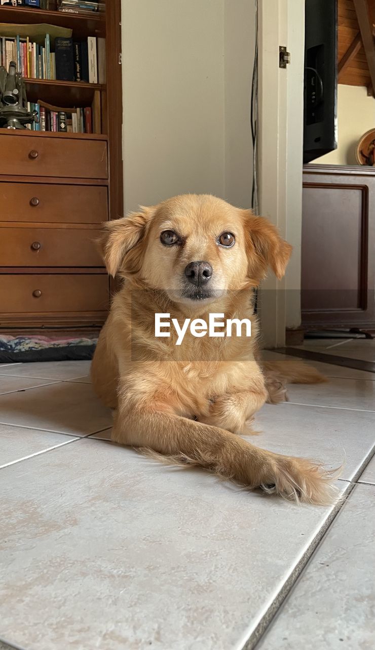 pet, dog, canine, domestic animals, one animal, mammal, animal themes, animal, golden retriever, puppy, furniture, shelf, indoors, retriever, flooring, sitting, portrait, no people, home interior, domestic room, looking at camera, cabinet, door