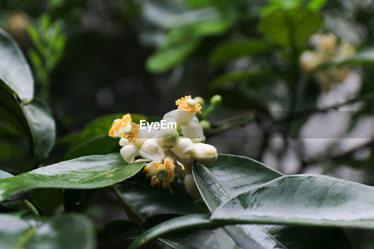 CLOSE-UP OF FLOWERING PLANTS