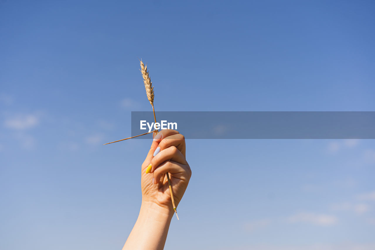 Woman holds ear of wheat against the background of field with a manicure in the colors of ukraine