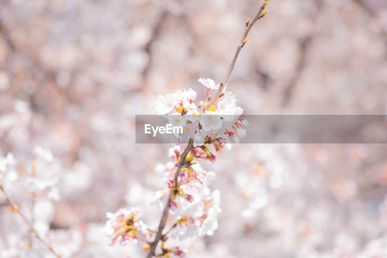 CLOSE-UP OF CHERRY BLOSSOMS AGAINST TREE