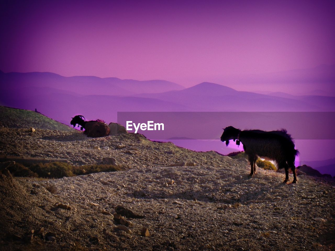 Goats on mountain against purple sky