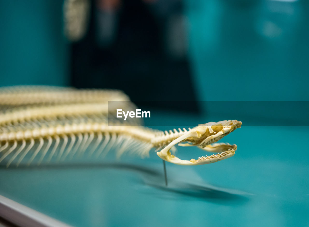 Close-up of snake skeleton on table at museum