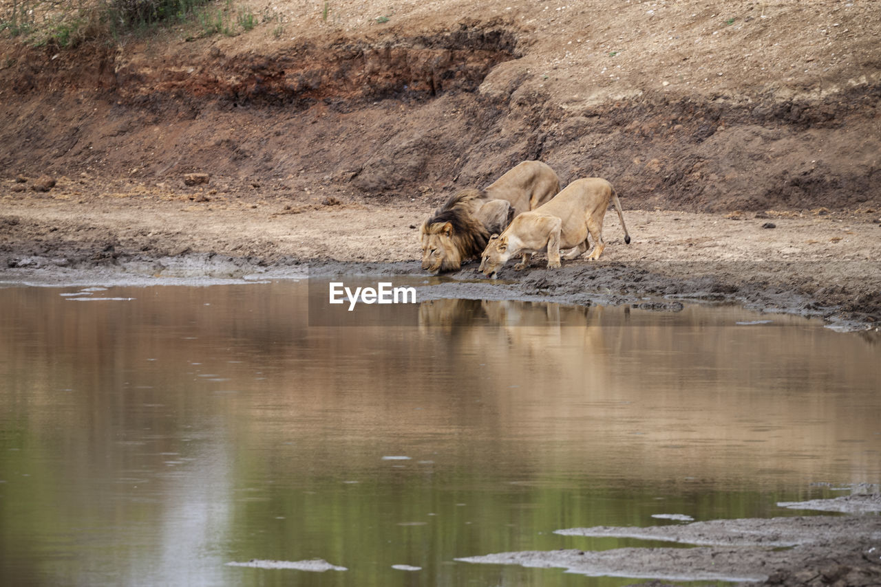 Lion and lioness drinking water in lake