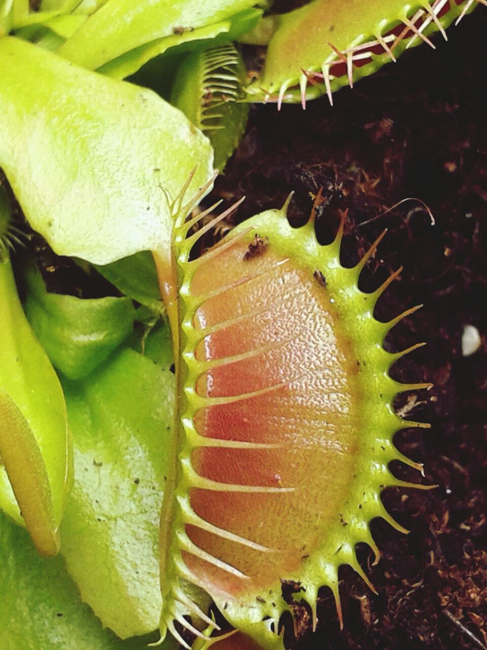 Close-up of venus flytrap
