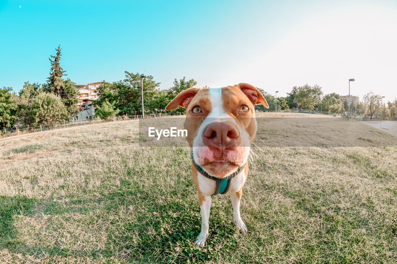 PORTRAIT OF DOG STANDING ON FIELD AGAINST SKY