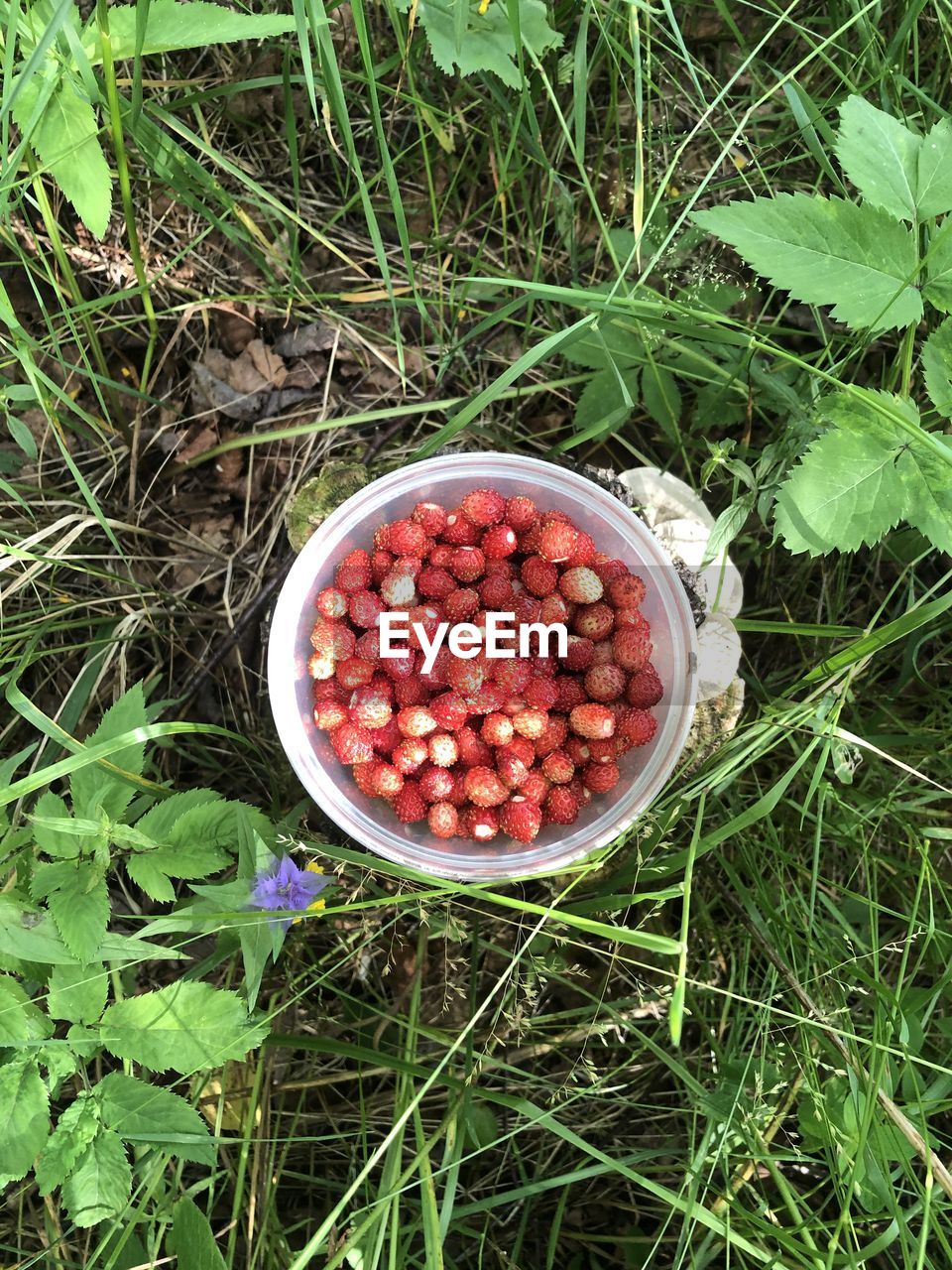 HIGH ANGLE VIEW OF STRAWBERRIES IN BOWL ON GRASS