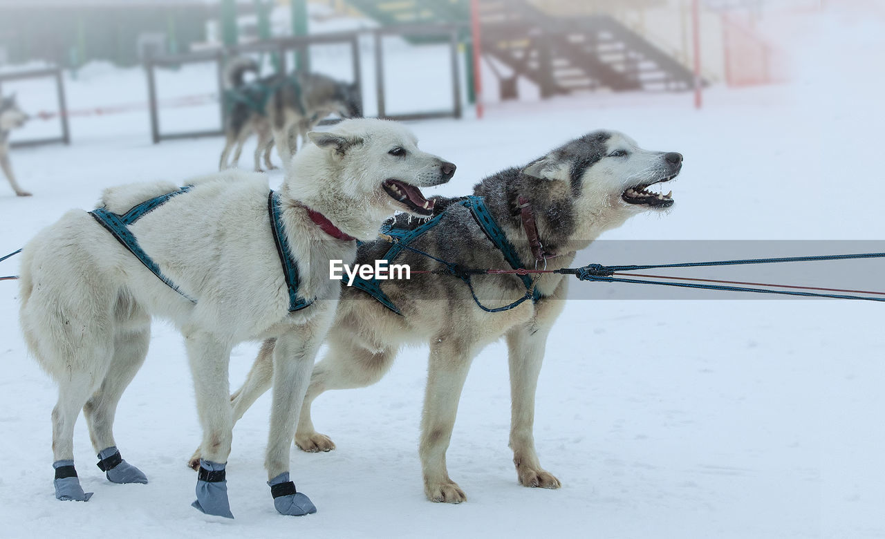 The sled used on nothing man glacier for dog sledders