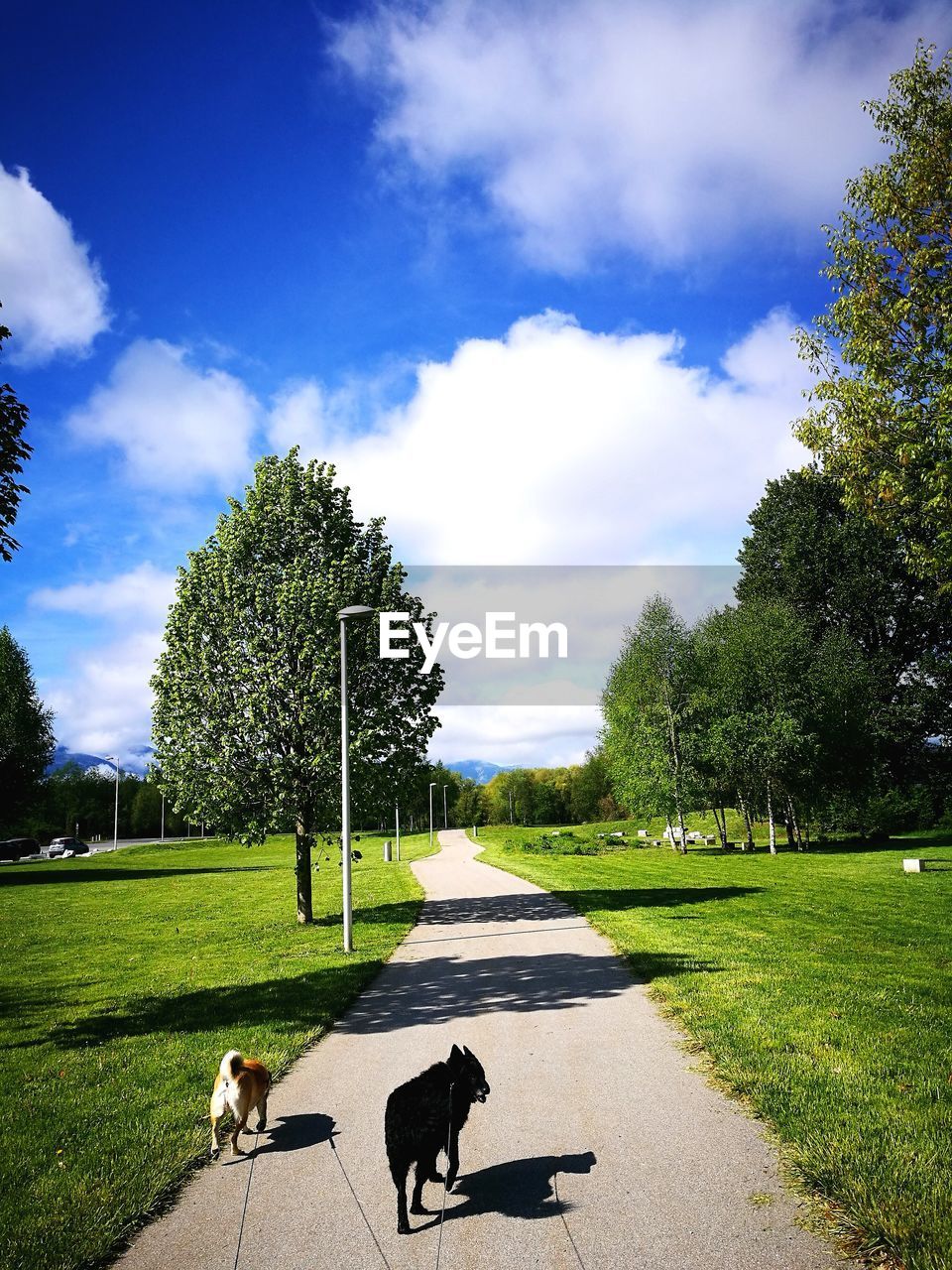 DOG IN THE PARK