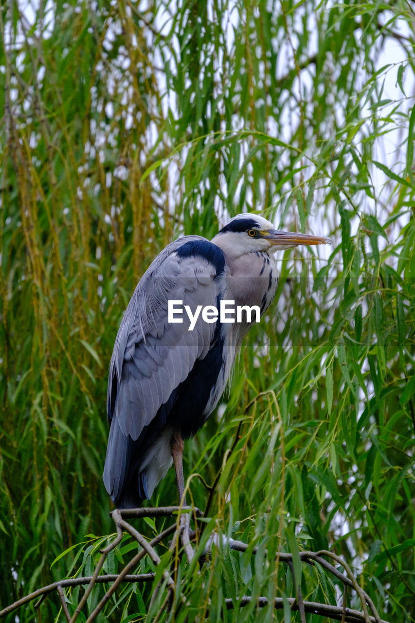 animal themes, animal, bird, animal wildlife, wildlife, plant, one animal, beak, heron, nature, tree, green, perching, no people, growth, gray heron, grass, outdoors, water bird, land, day, beauty in nature, animal body part