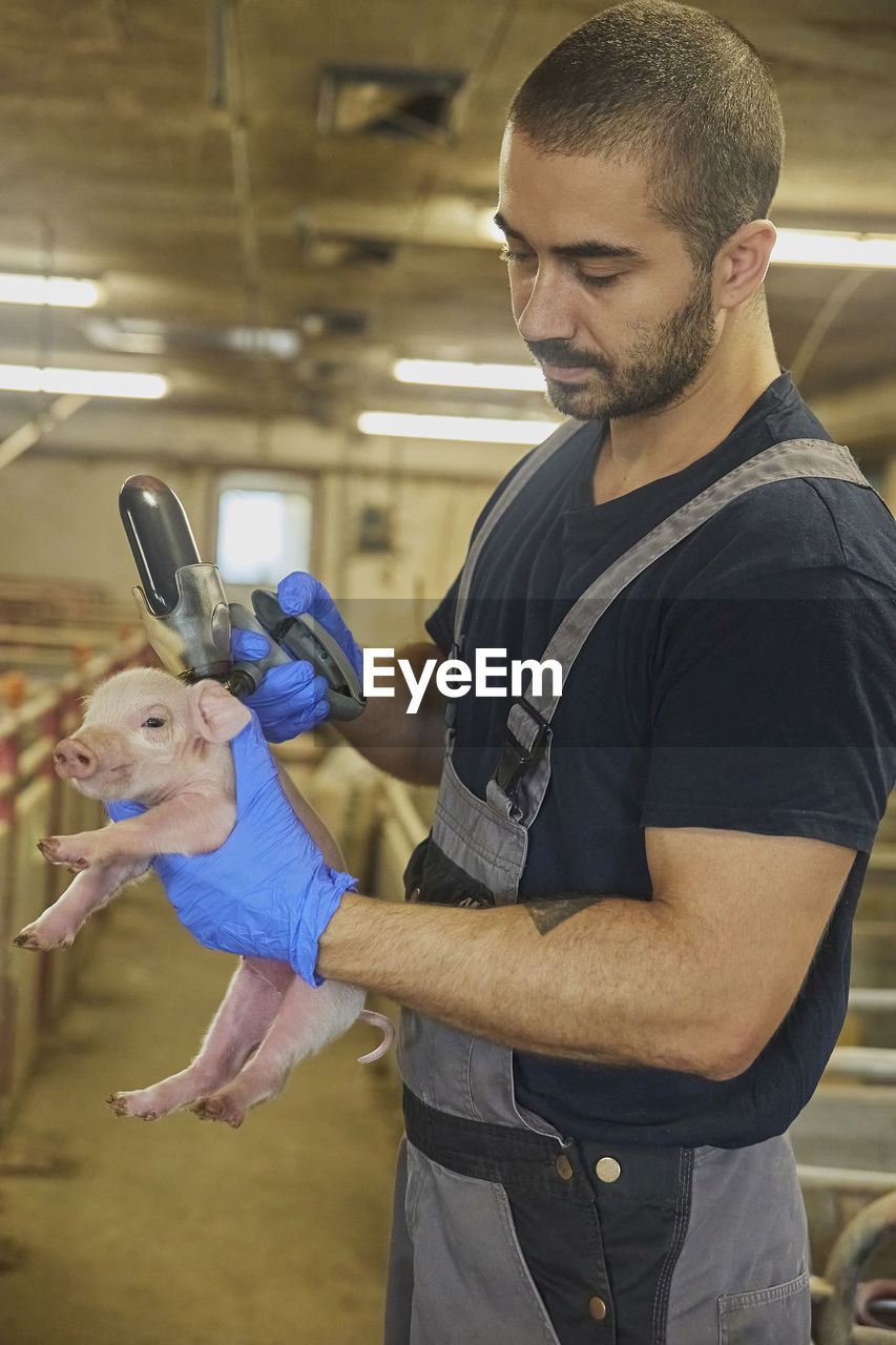 Farm worker gives a newborn piglet an iron injection.