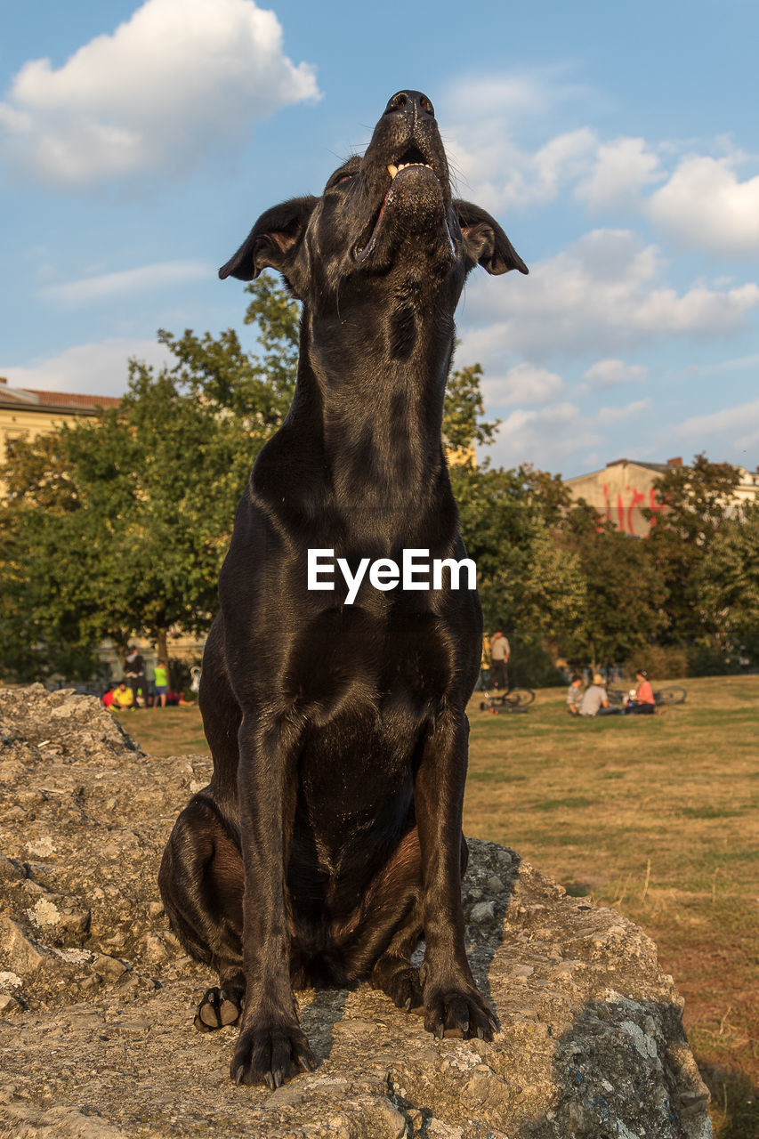 Close-up of dog sitting on rock against sky