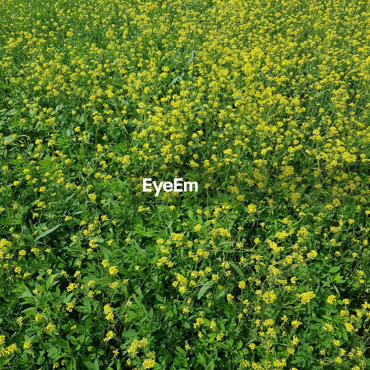 FULL FRAME SHOT OF YELLOW FLOWERING PLANTS