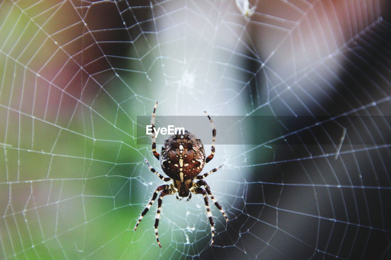 SPIDER ON WEB