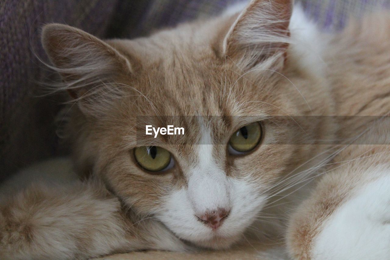 CLOSE-UP PORTRAIT OF CAT RELAXING ON BED