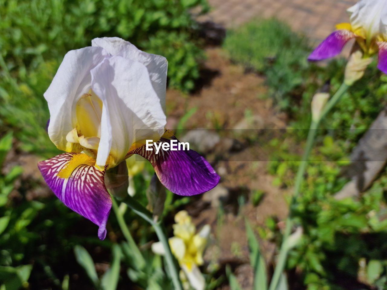 flowering plant, flower, plant, beauty in nature, freshness, petal, fragility, growth, close-up, flower head, inflorescence, nature, focus on foreground, purple, no people, iris, day, wildflower, outdoors