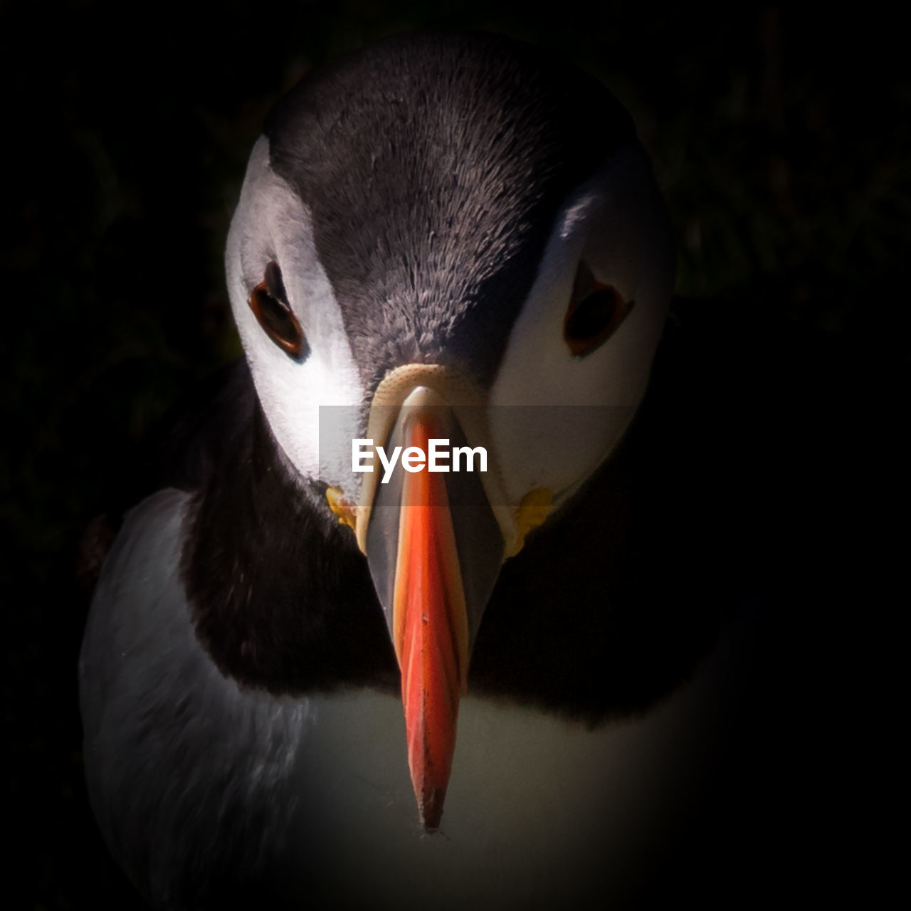 CLOSE-UP OF SWAN IN MOUTH