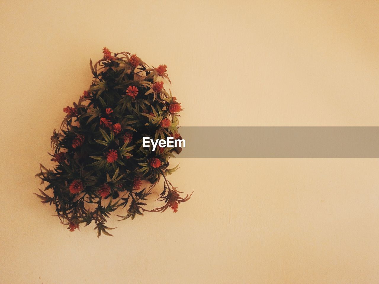 CLOSE-UP OF ORANGE FLOWERING PLANT AGAINST WALL