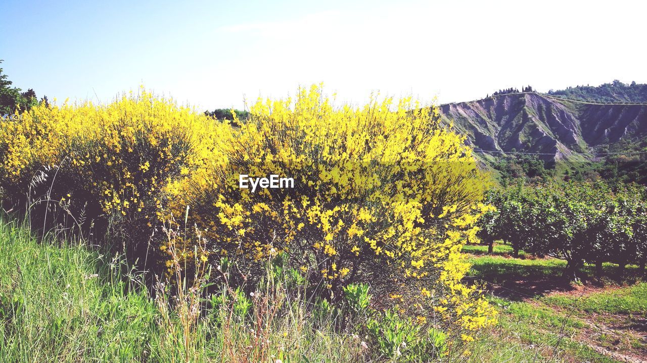 YELLOW FLOWERING PLANTS ON FIELD