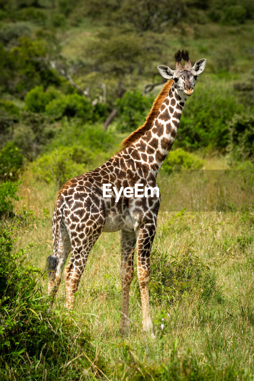 Masai giraffe calf stands in grassy clearing