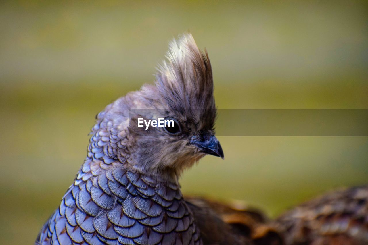 Close-up of a bird looking away