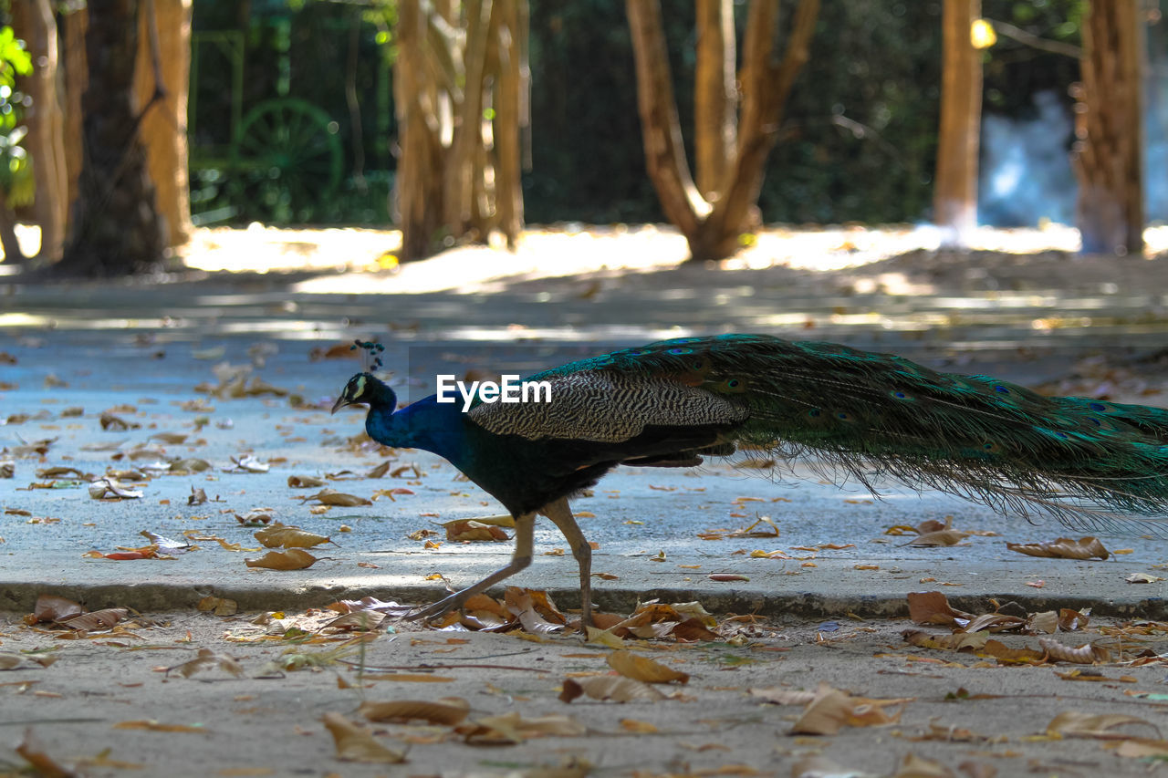 VIEW OF BIRDS ON FIELD