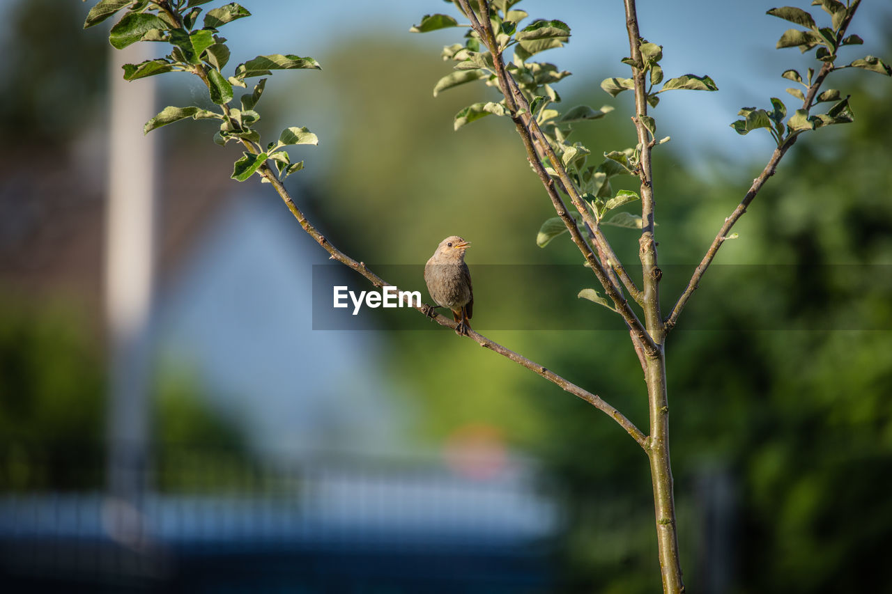 SMALL BIRD PERCHING ON A BRANCH