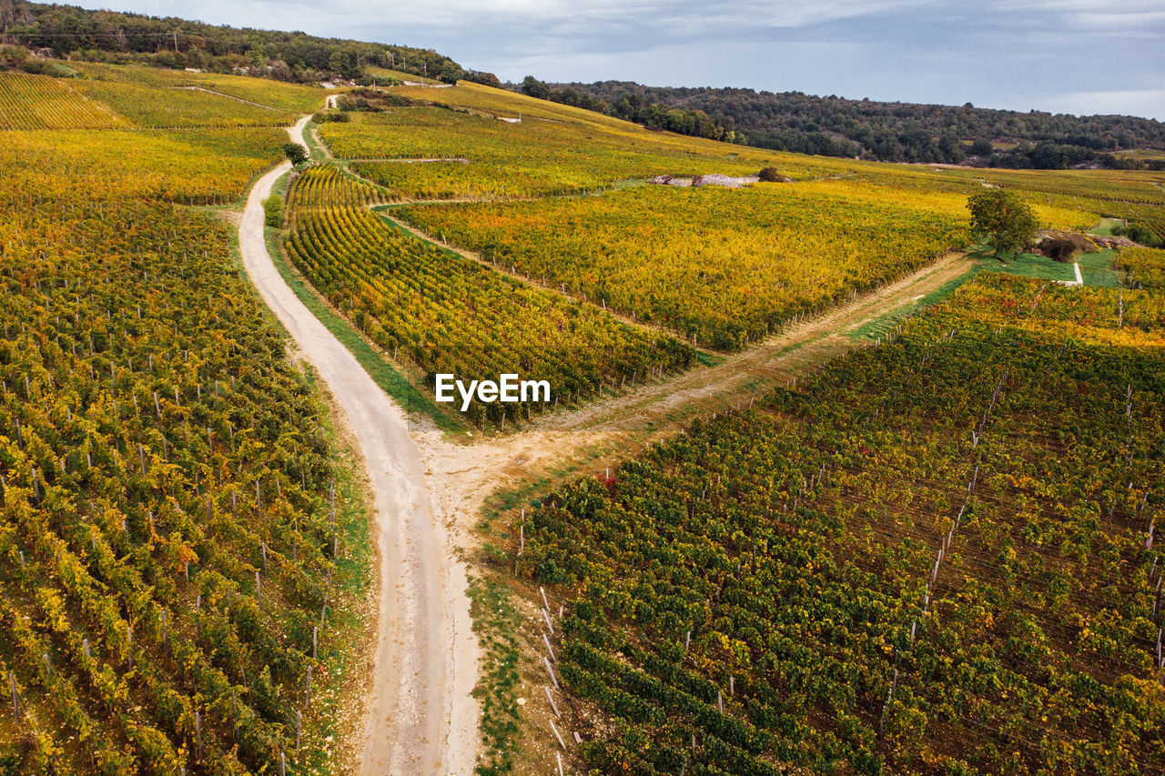Scenic view of agricultural field. aerial view of vineyard during autumn 