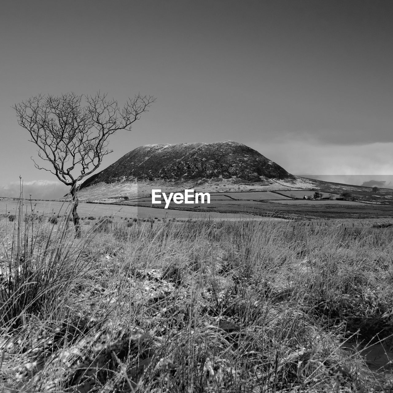 BARE TREE ON MOUNTAIN AGAINST SKY