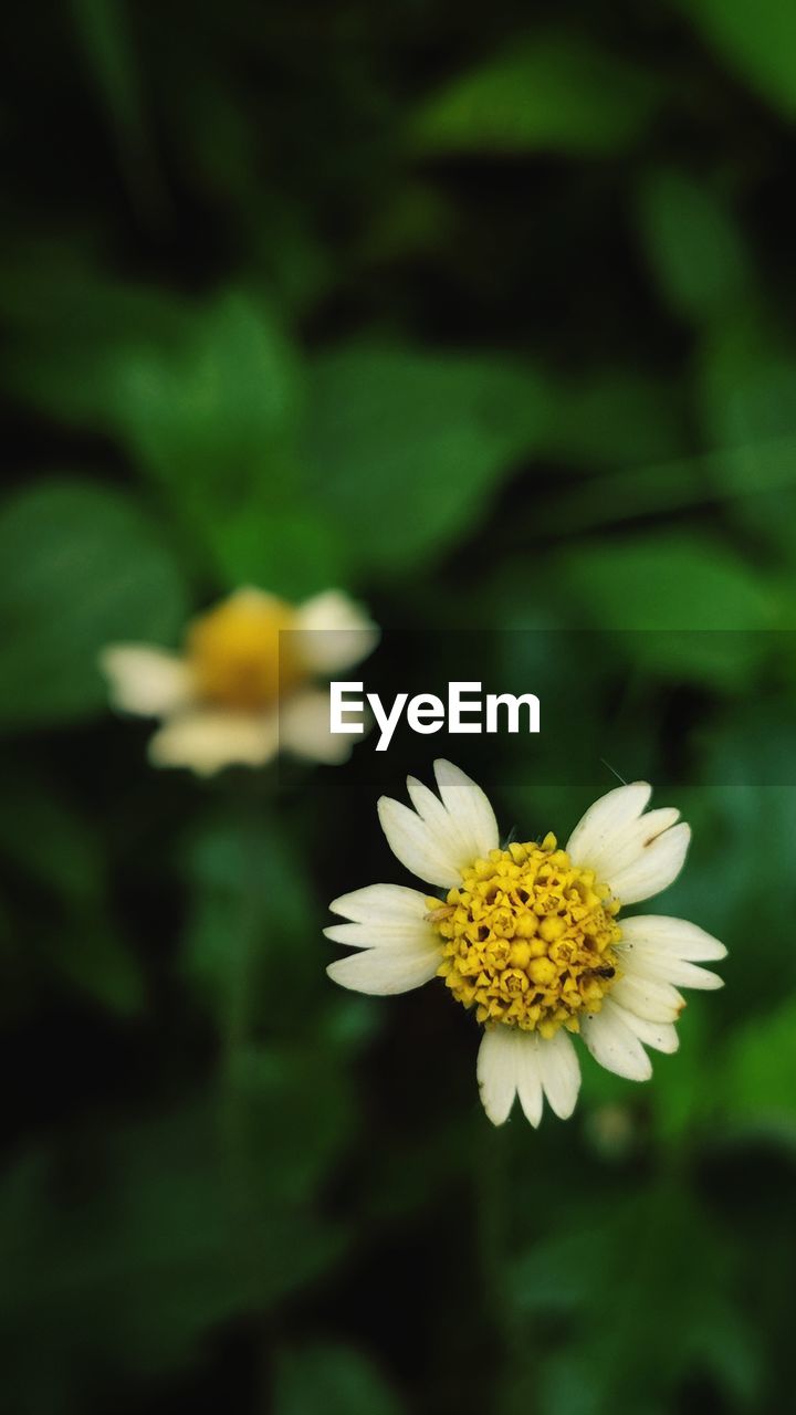 CLOSE-UP OF WHITE FLOWERING PLANTS